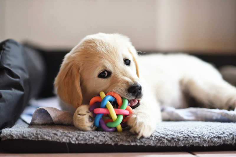 Choosing the Perfect Dog Chewy Toy for Your Pup’s Needs