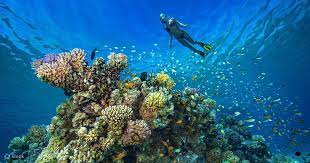 Scuba Diving in Hurghada
