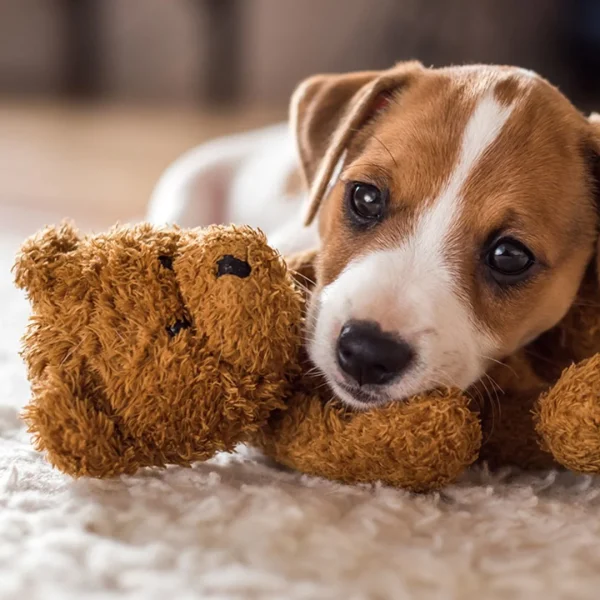 Bringing a new puppy home: Common puppy-raising pitfalls