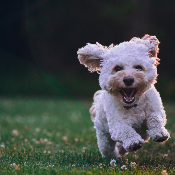 Transfor Your Dog: Meet a Reactive Dog Trainer in Orange County