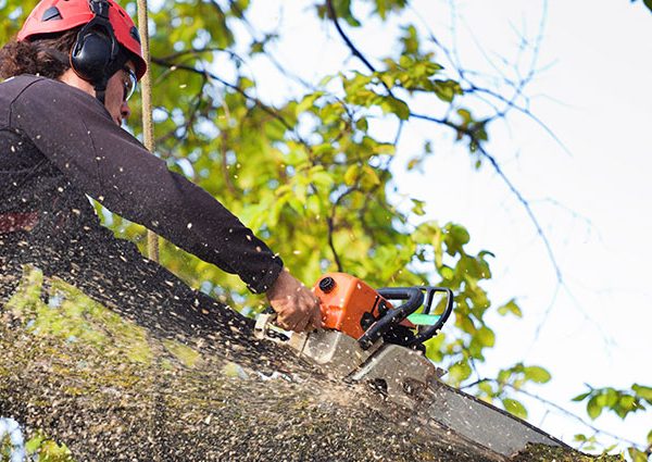 How to Avoid Common Tree Cutting Accidents: Expert Advice