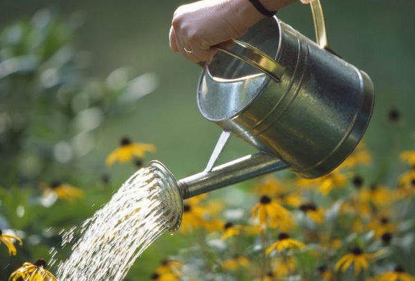 A Beginner’s Guide to Watering Your Garden Efficiently Throughout the Year