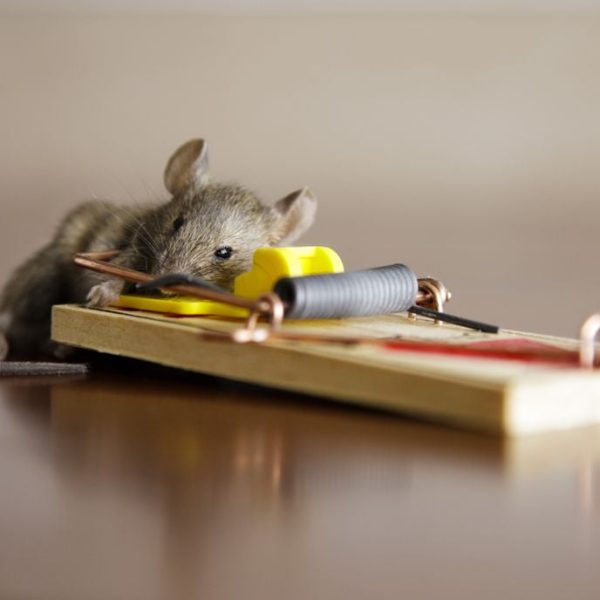 What Is the Main Method of Rodent Control?